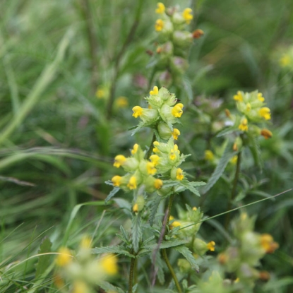 Picture of Wildflower - Yellow Rattle (Rhinanthus Minor)
